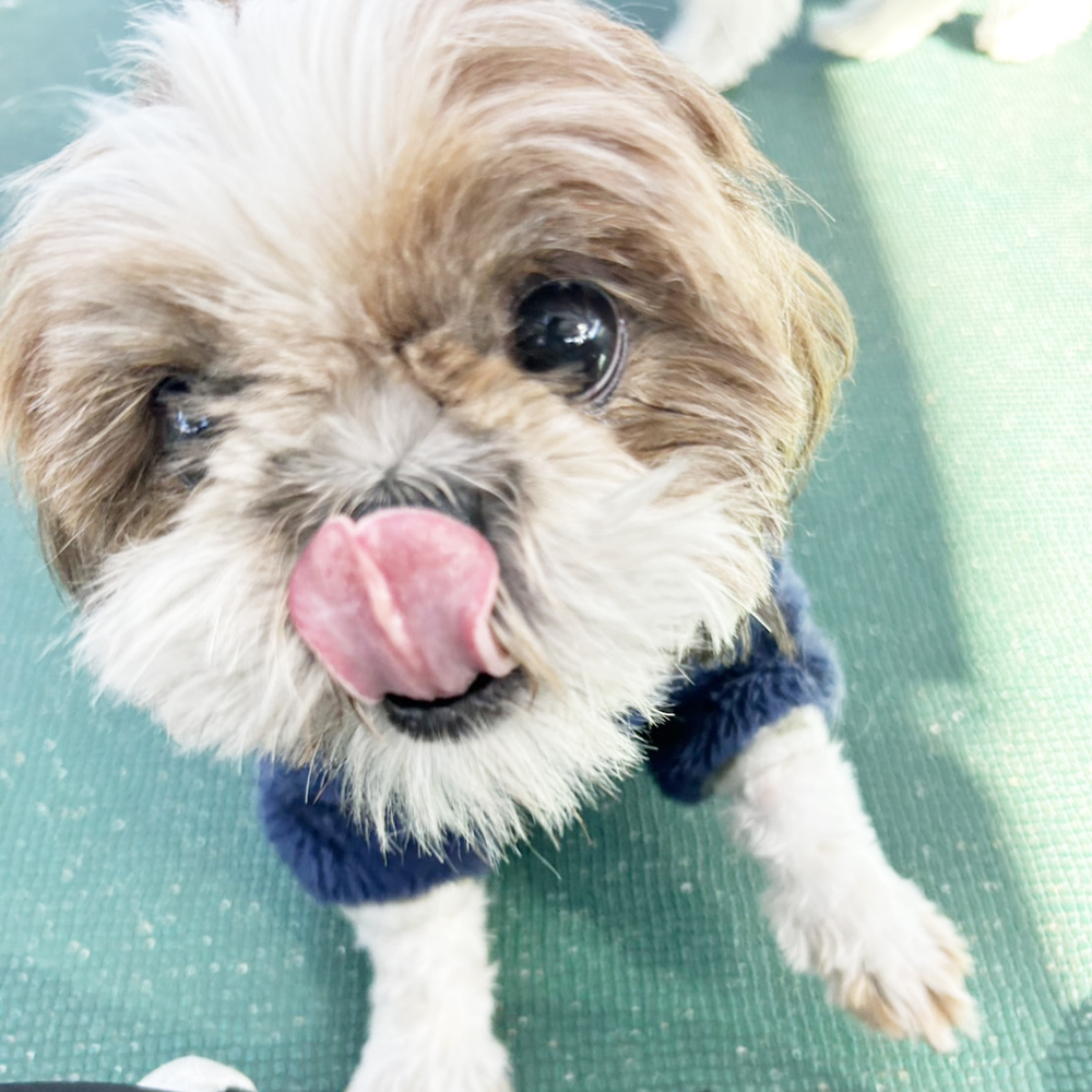 生徒が撮影したモデル犬♪②